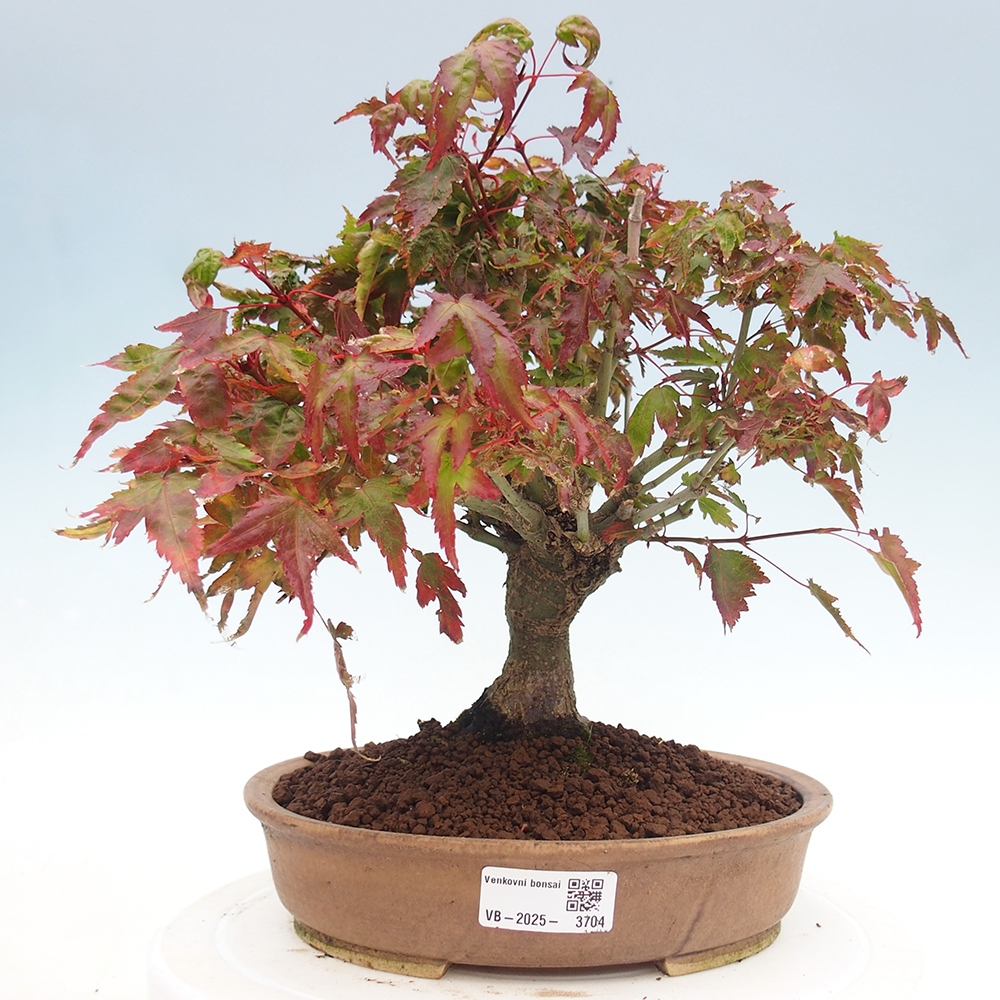 Acer palmatum KIOHIME - Acero palmato