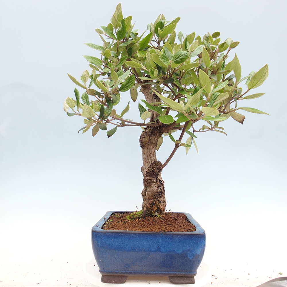 Bonsai da esterno - Kalina Bodnanská - Viburum carlesii hemsi