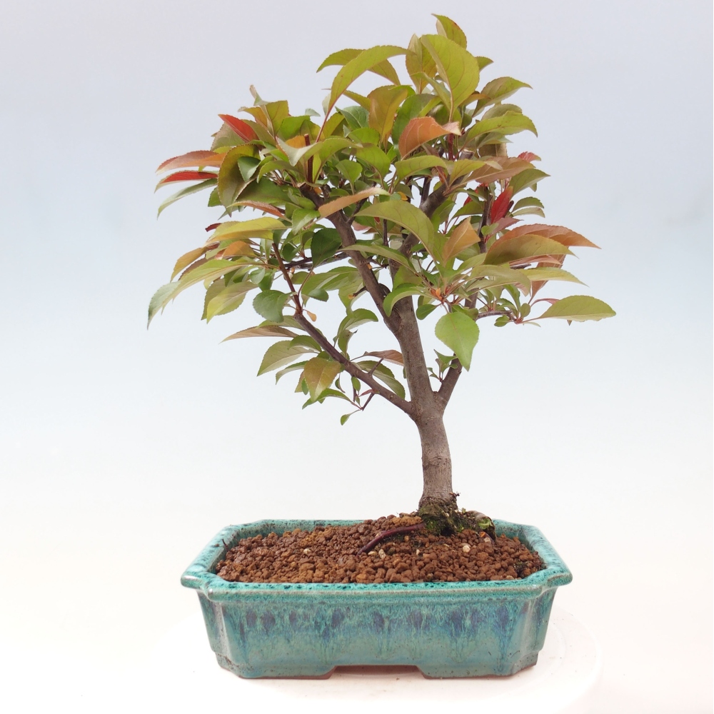 Bonsai da esterno -Malus domestica - Melo a piccoli frutti a foglie rosse