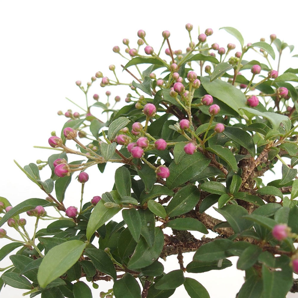 Bonsai da interno - Malpighia delle Barbados - Malpighia glabra 
