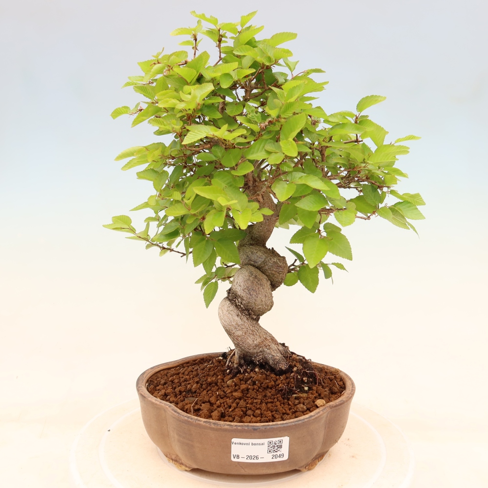 Bonsai da esterno -Carpinus Coreana - Carpino coreano