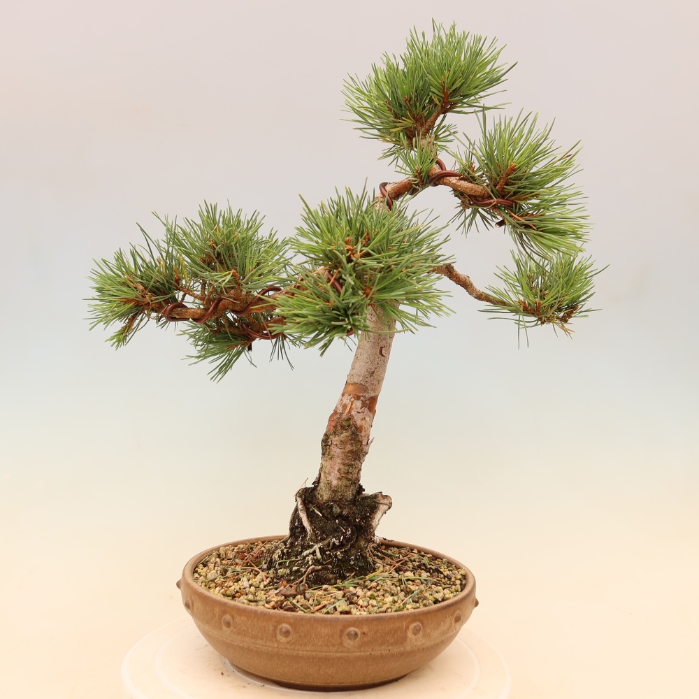 Bonsai da esterno - Pinus Sylvestris Watererri - Pino silvestre