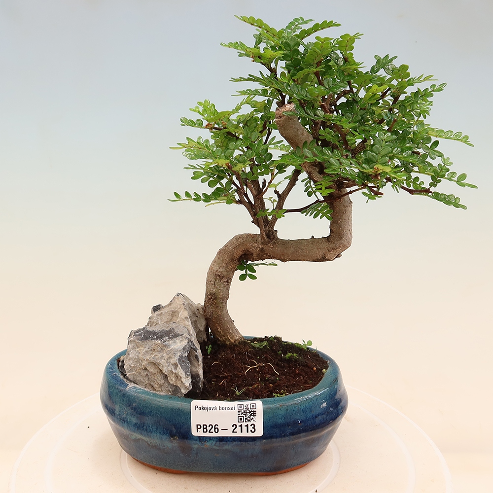 Camera bonsai - Zantoxylum piperitum - albero del pepe