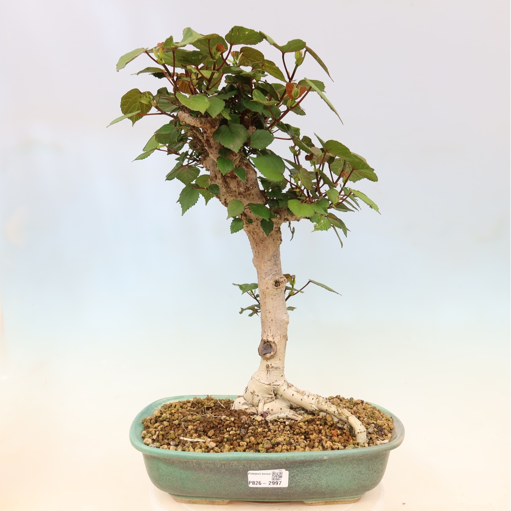 Bonsai da interno - Hibiscus tiliaceus - Ibisco marino