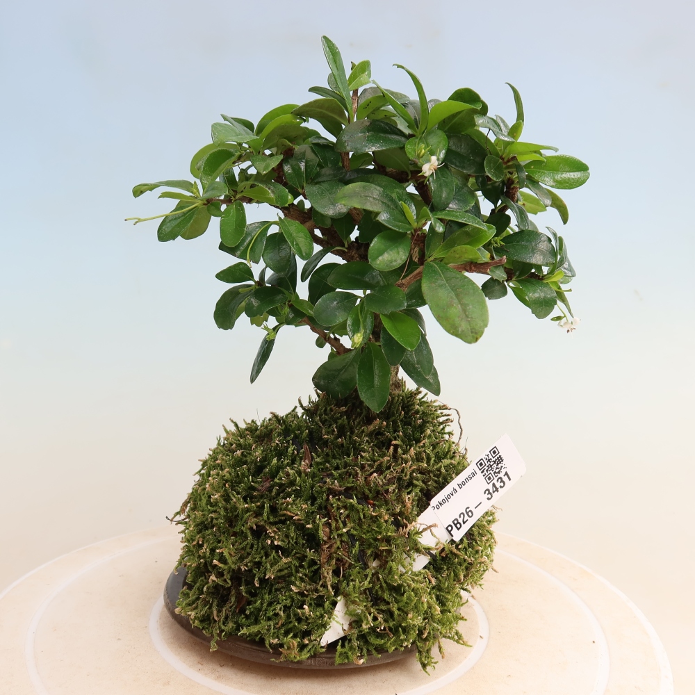 Kokedama con sottovaso - Carmona macrophylla - Tè fuki