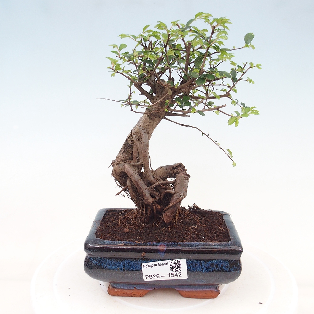 Camera bonsai - Ulmus parvifolia - Olmo a foglie piccole