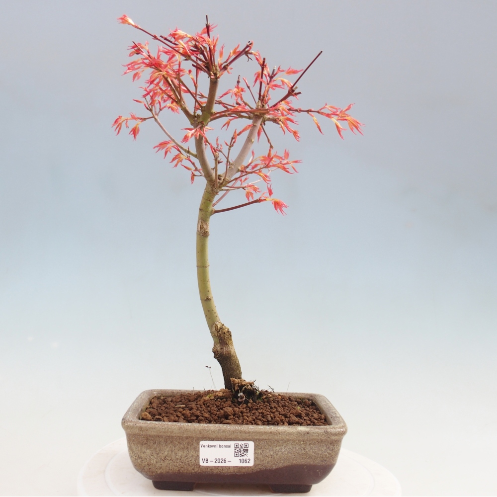 Acero norvegese - Acer palmatum Beni Tsukasa