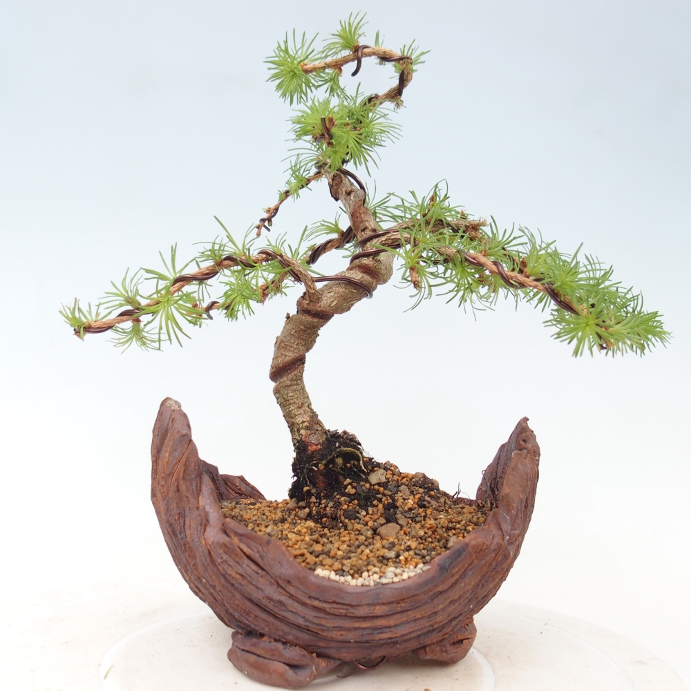 Bonsai da esterno - Larix Kaempferi - Larice giapponese