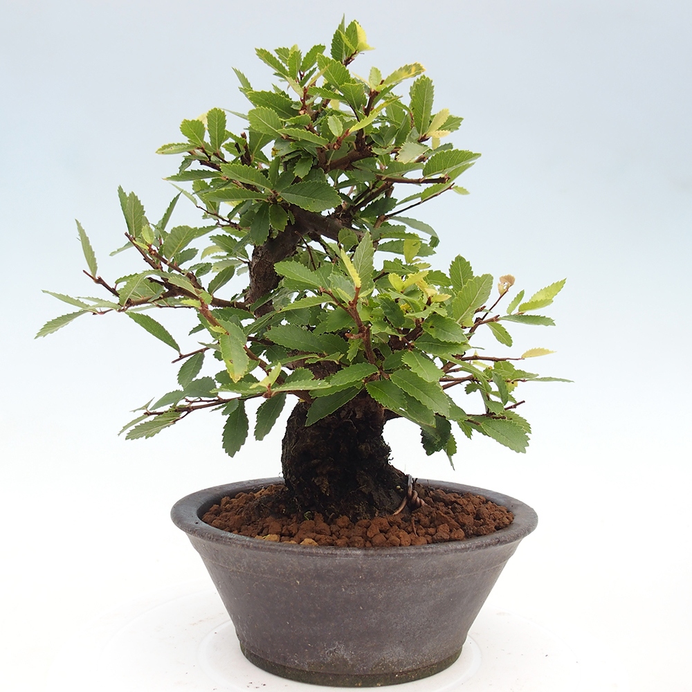 Bonsai da esterno - Zelkova - Zelkova NIRE