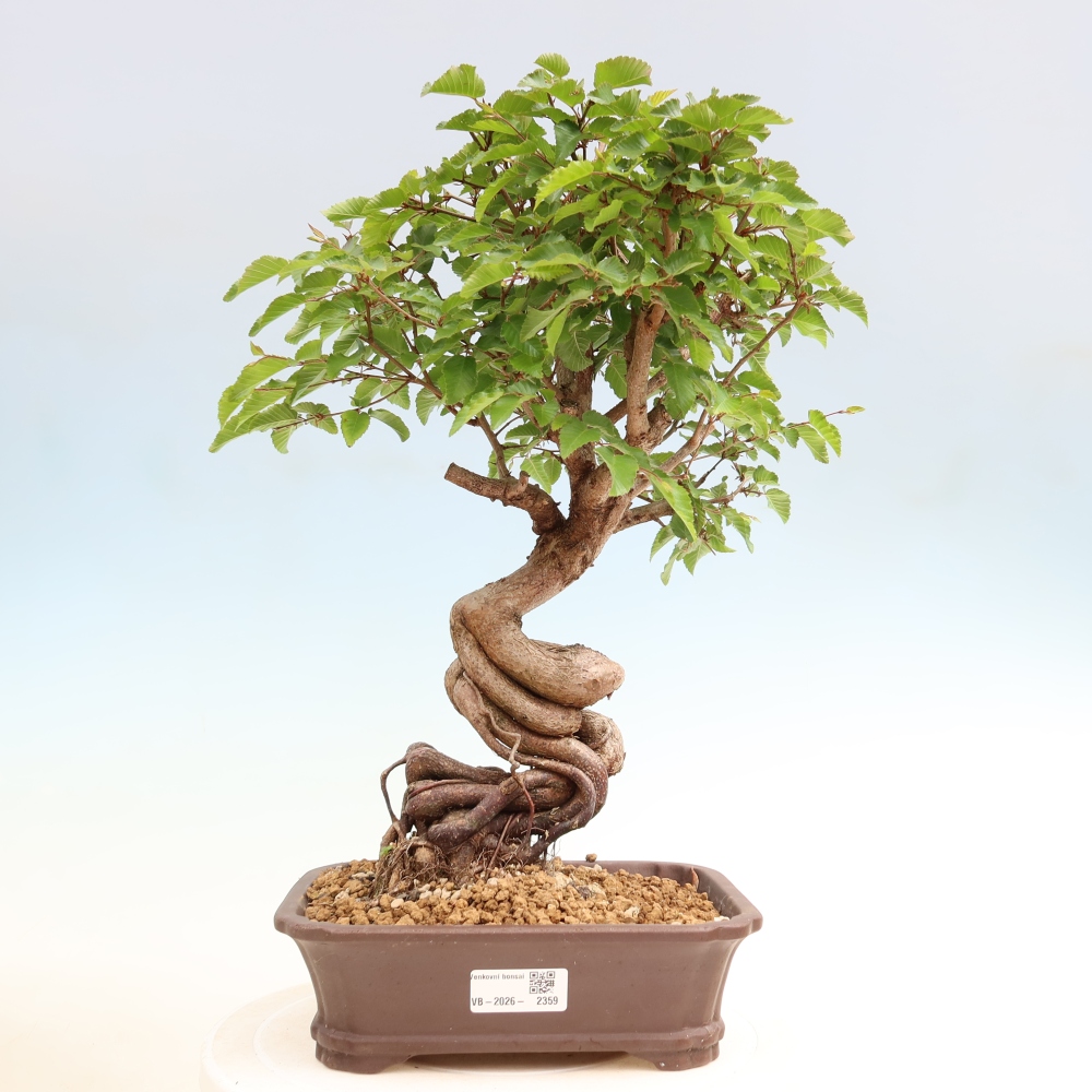 Bonsai da esterno -Carpinus Coreana - Carpino coreano