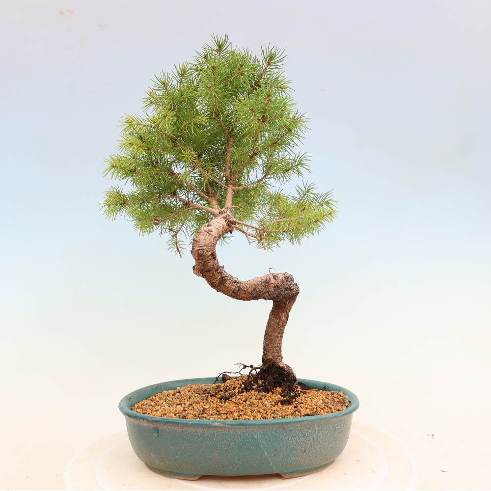 Bonsai da esterno - Abete rosso - Picea glauca globo