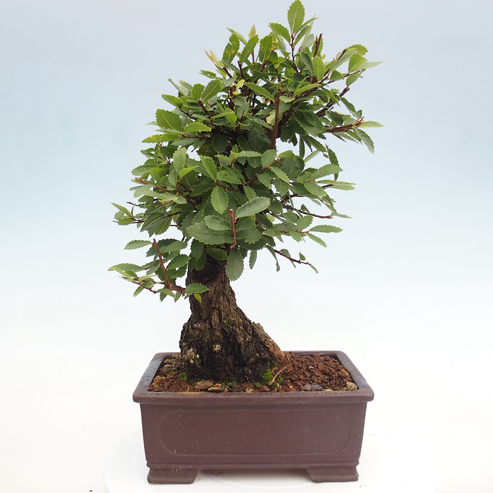 Bonsai da esterno - Zelkova - Zelkova NIRE