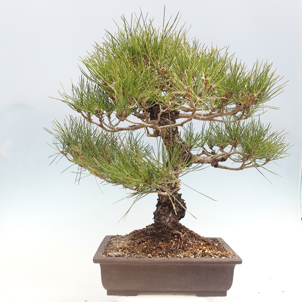 Bonsai da esterno - Pinus thunbergii - Pino di Thunberg