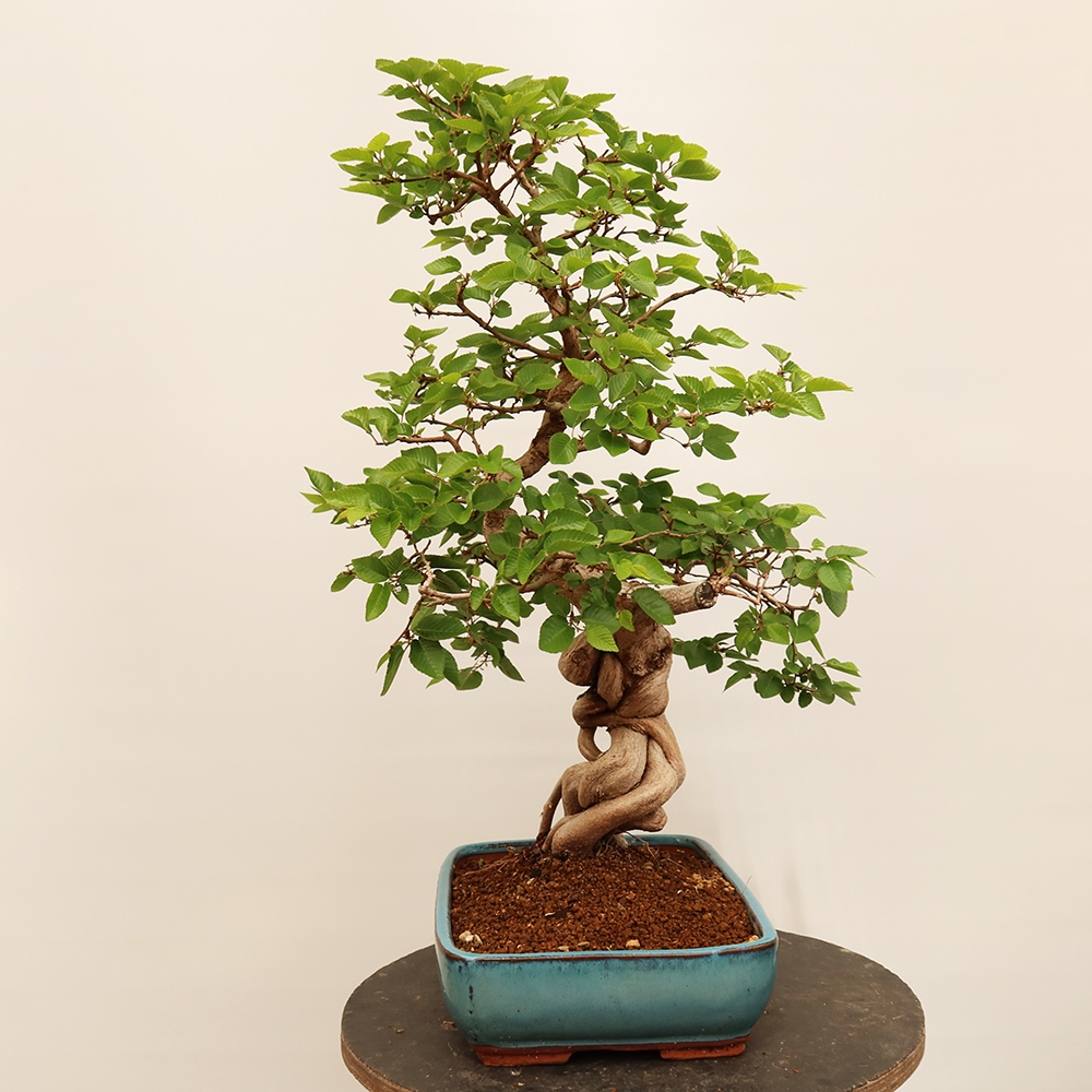 Bonsai da esterno -Carpinus Coreana - Carpino coreano
