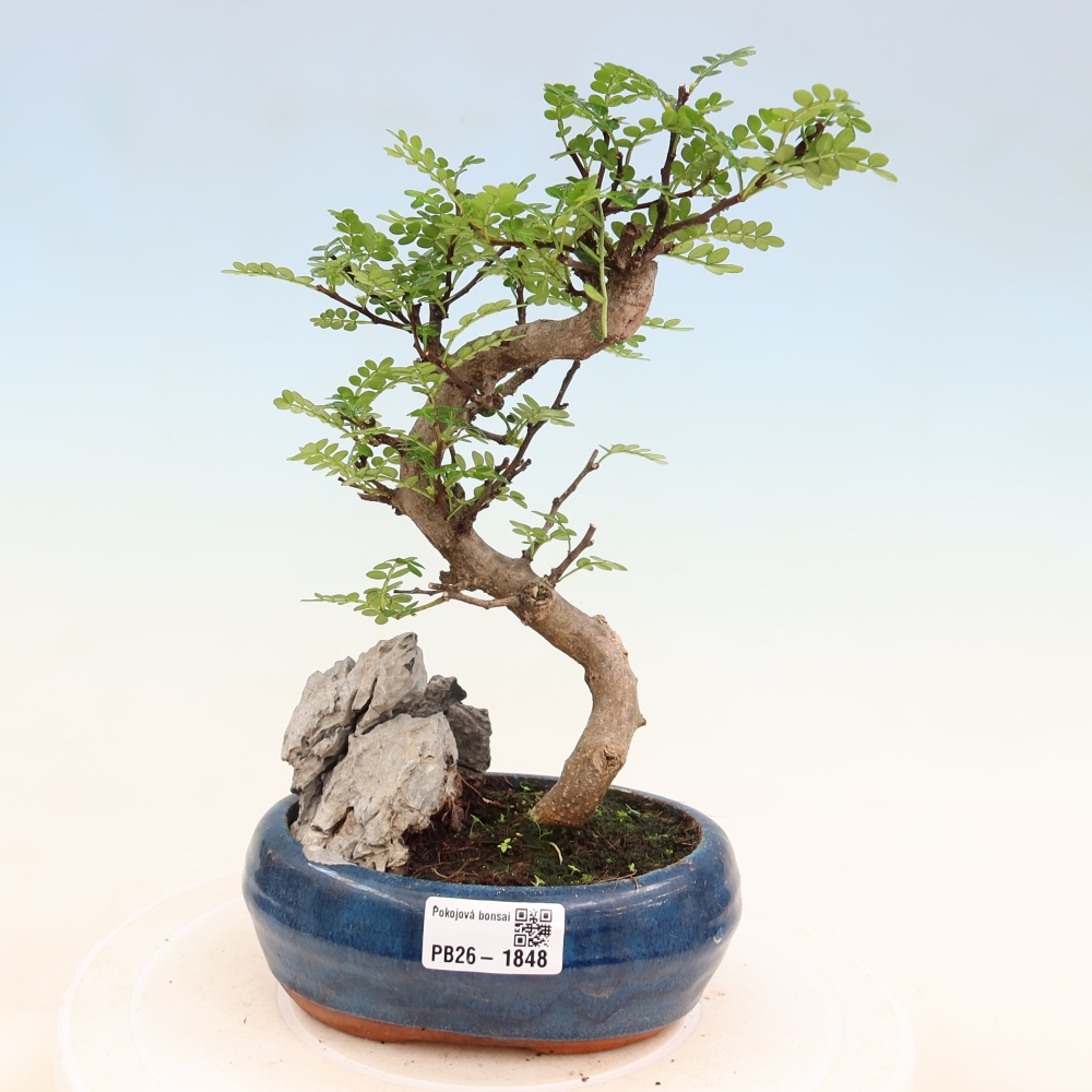 Camera bonsai - Zantoxylum piperitum - albero del pepe