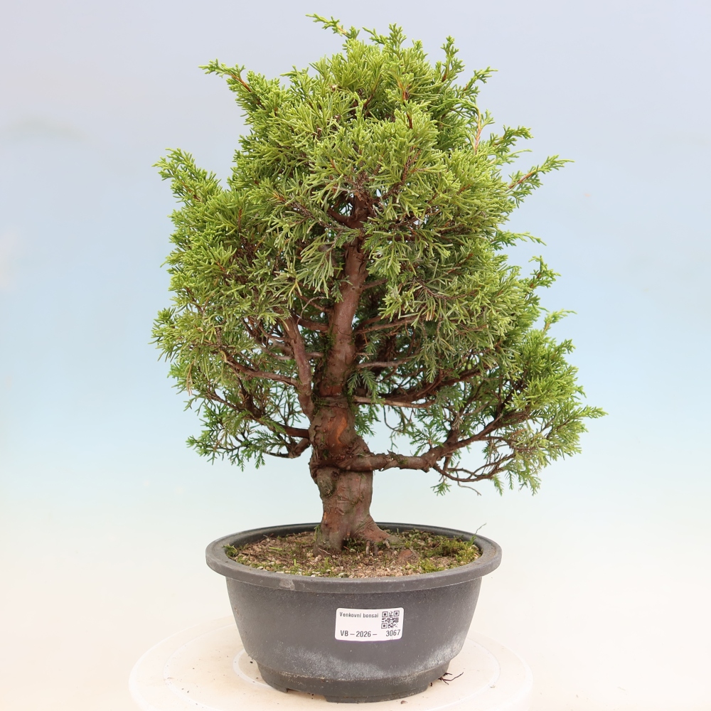 Bonsai da esterno - Juniperus chinensis Itoigawa-Juniperus chinensis