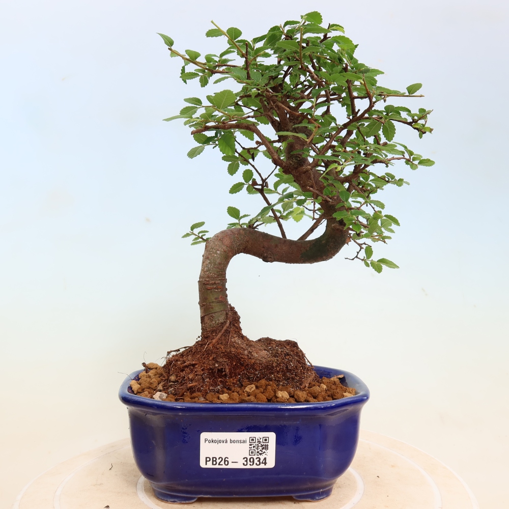 Camera bonsai - Ulmus parvifolia - Olmo a foglie piccole