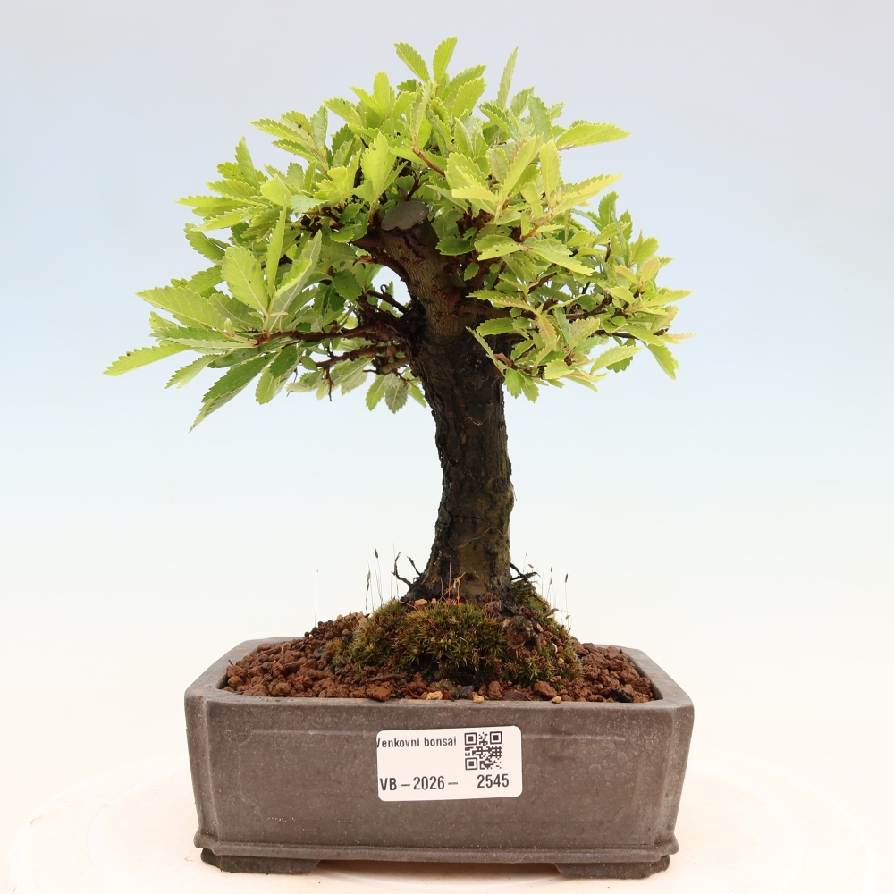 Bonsai da esterno - Zelkova - Zelkova NIRE