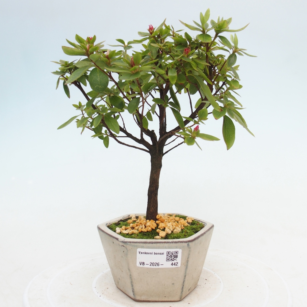 Bonsai da esterno - Azalea giapponese - Azalea sp.