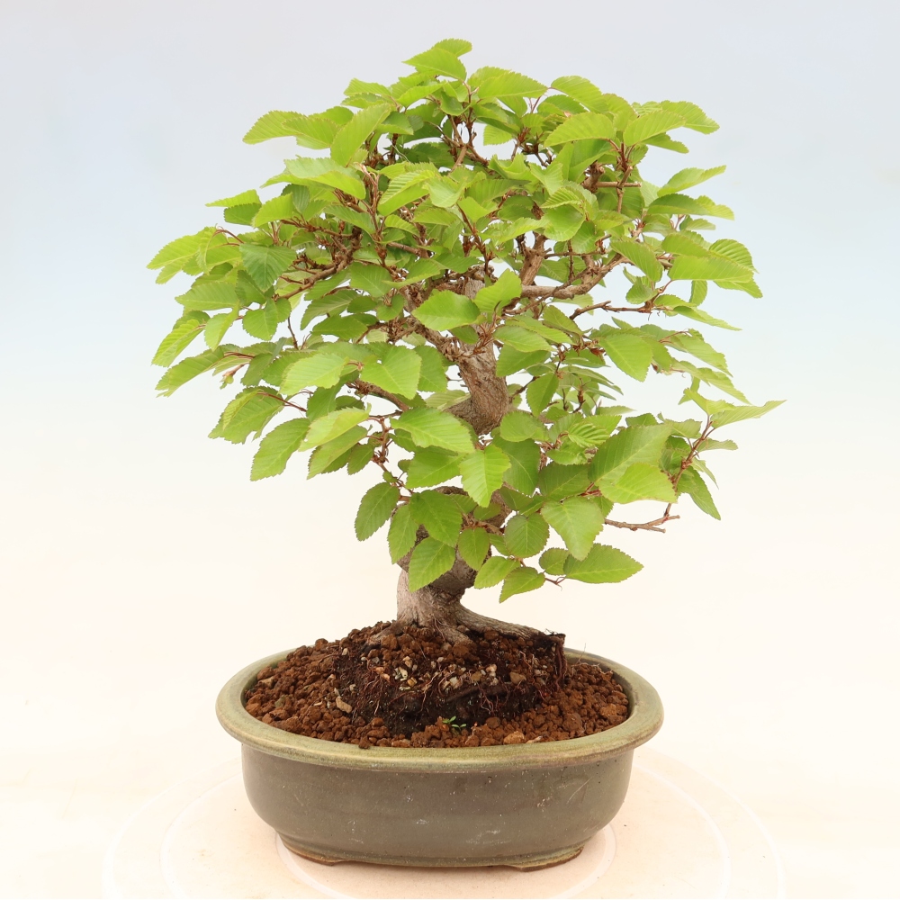 Bonsai da esterno -Carpinus Coreana - Carpino coreano