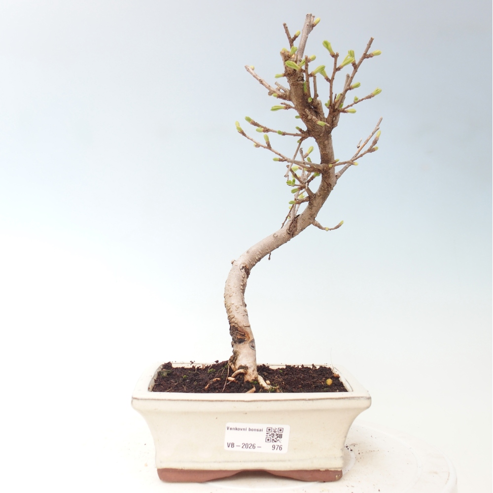 Bonsai da esterno -Pseudolarix amabis-Pseudolarix amabis