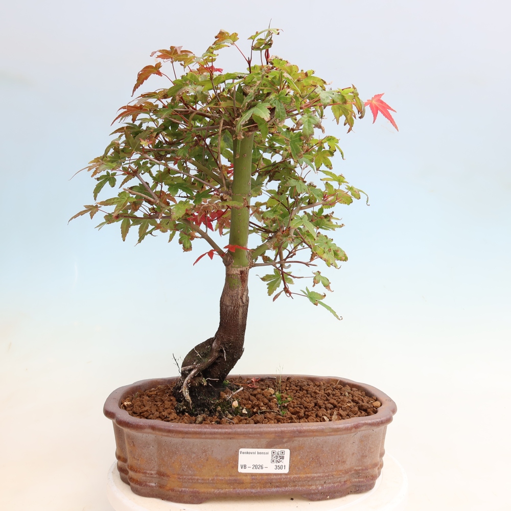 Bonsai da esterno - Acer palmatum DESHOJO