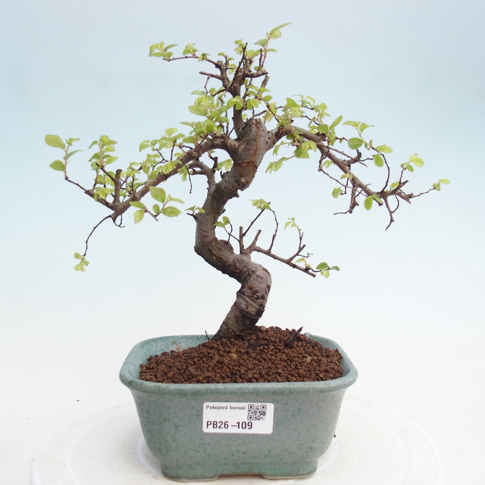 Camera bonsai - Ulmus parvifolia - Olmo a foglie piccole