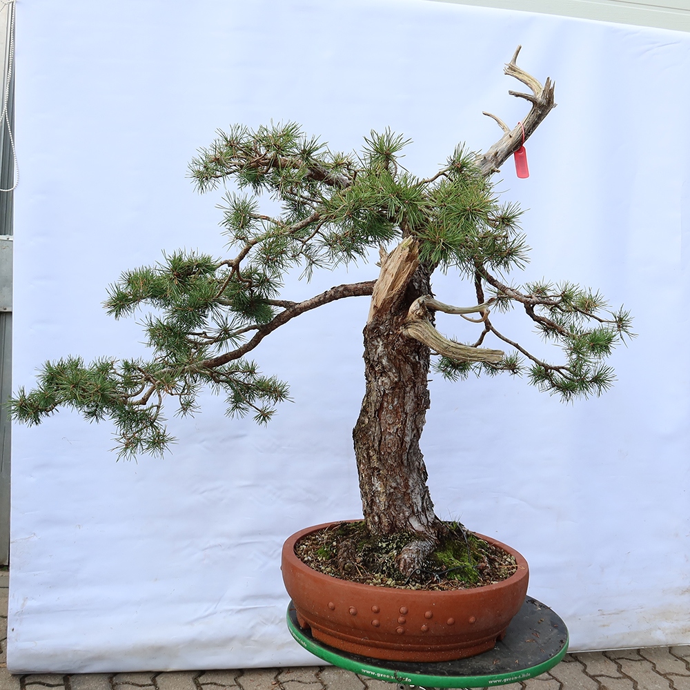 Pinus sylvestris Spagna - pino silvestre