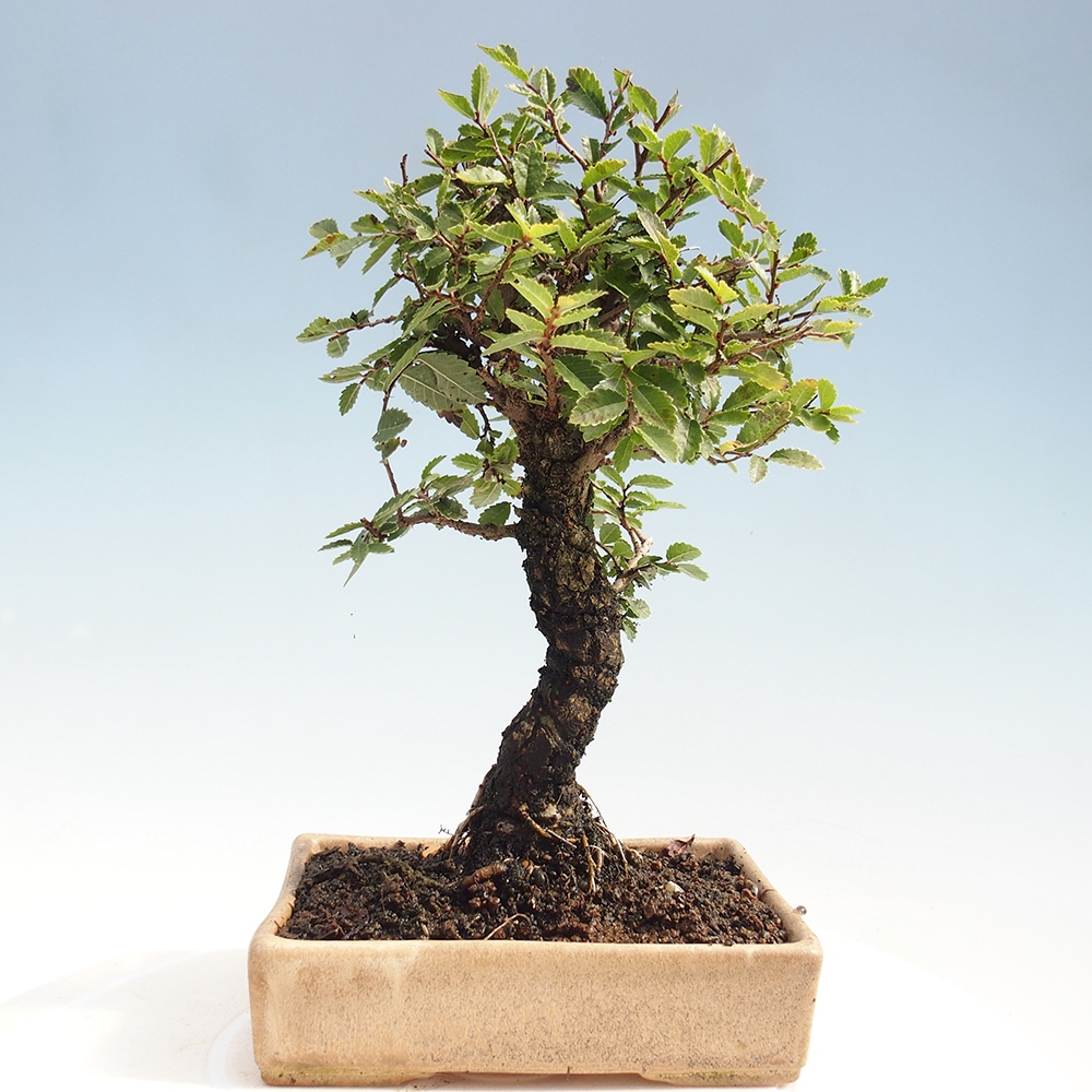 Bonsai da esterno - Zelkova - Zelkova NIRE