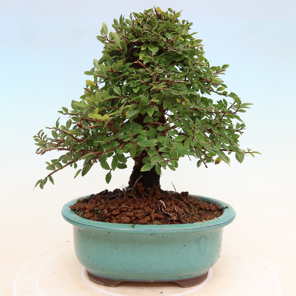Bonsai da esterno - Zelkova - Zelkova NIRE