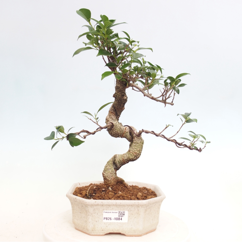 Camera bonsai - Ficus retusa - ficus a foglie piccole