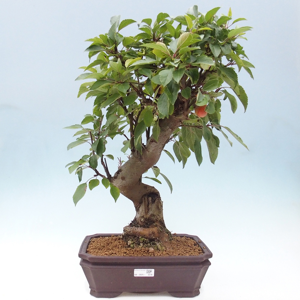 Bonsai da esterno -Malus halliana - Melo a frutto piccolo