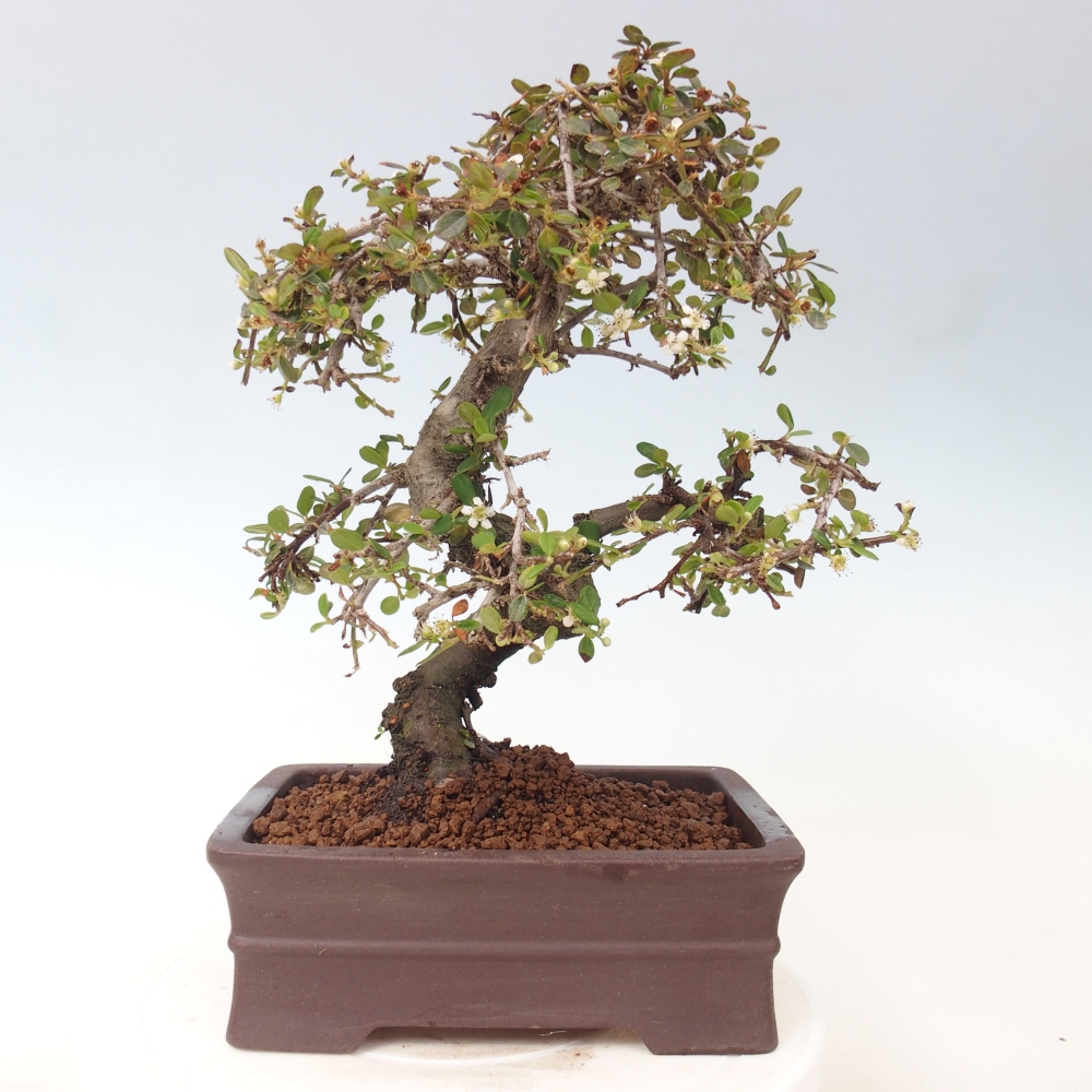 Bonsai da esterno - Cotoneaster dammeri - Roccia di Damer