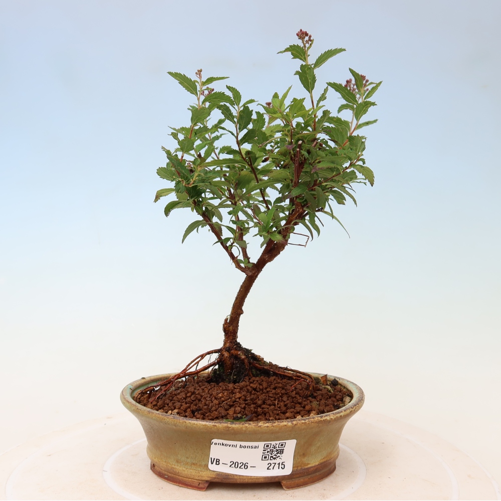 Bonsai da esterno - Spirea giapponese - Spirea japonica Anthony Waterer
