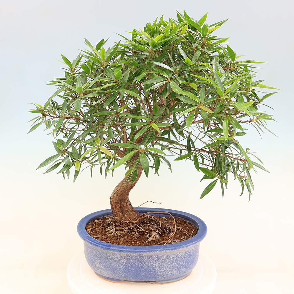 Camera bonsai - Ficus nerifolia - ficus a foglie piccole