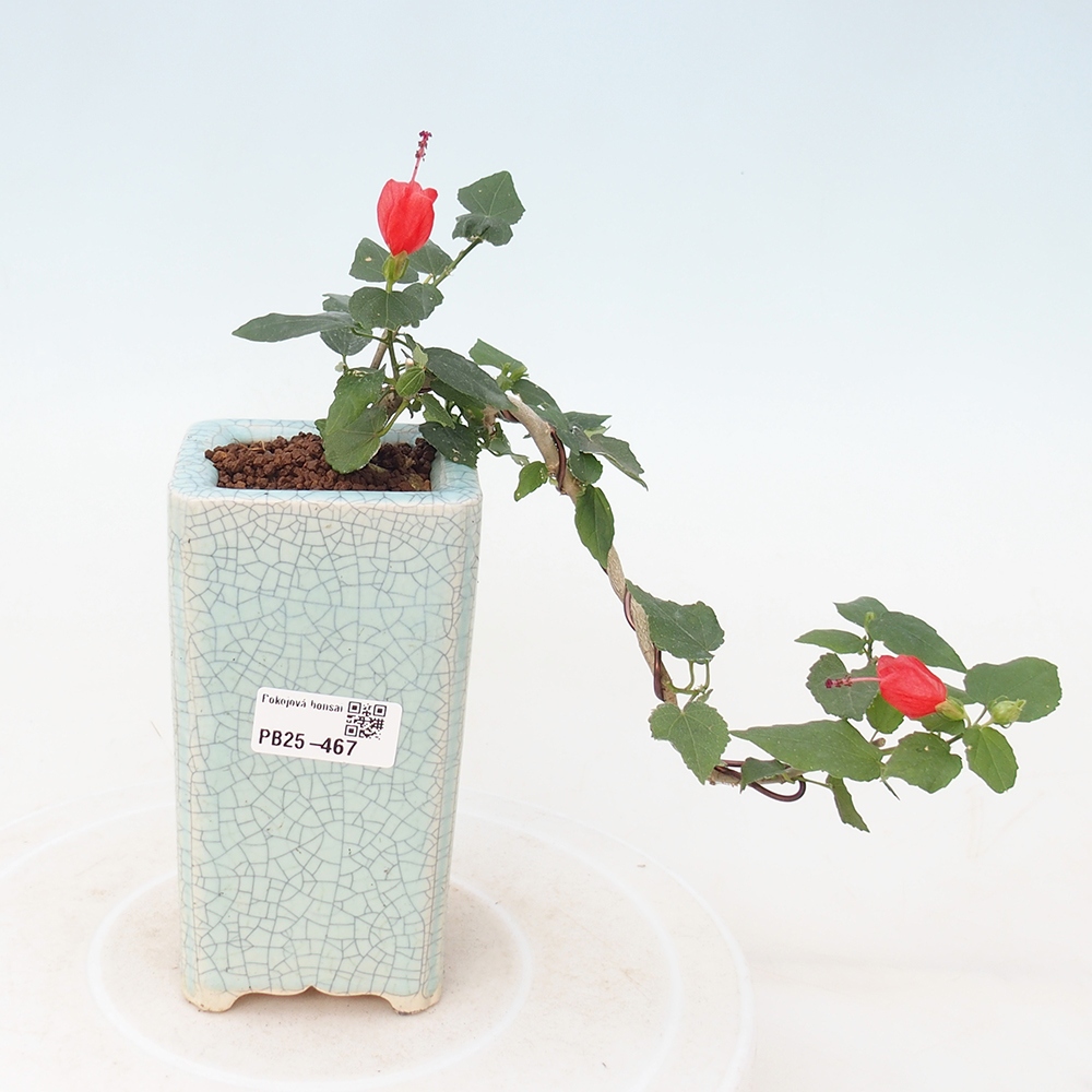 Bonsai da interno - Malvaviscus arboreus