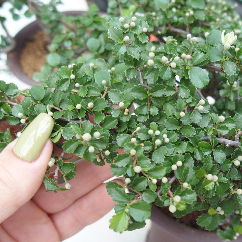 Camera bonsai - Grewia sp. - Grewia a foglie piccole in contenitore