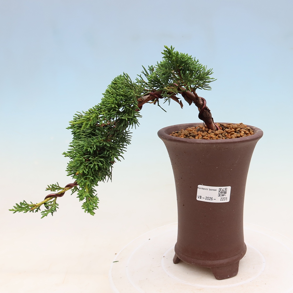 Bonsai da esterno - Juniperus chinensis Kishu