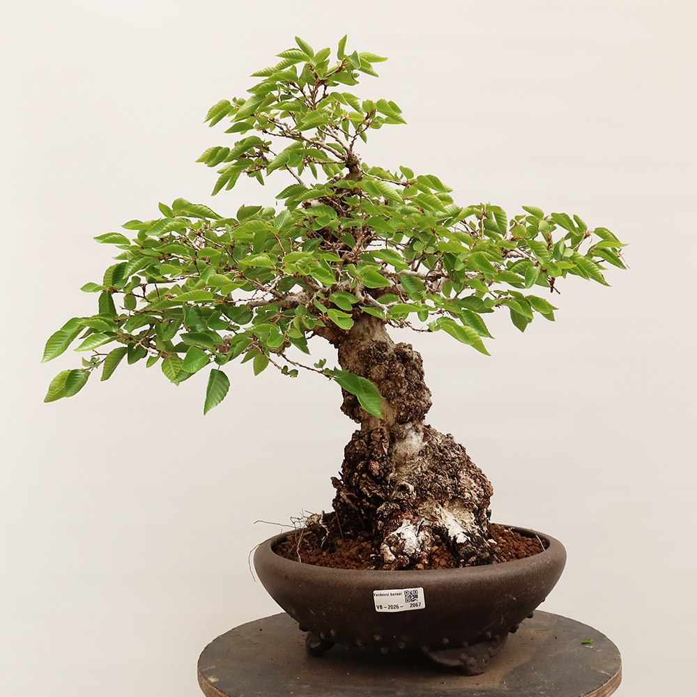 Bonsai da esterno -Carpinus Coreana - Carpino coreano