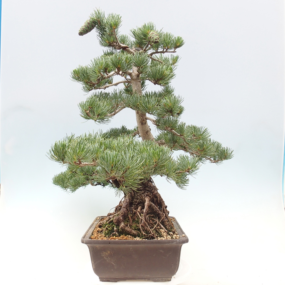 Bonsai da esterno - Pinus parviflora - Pinus parviflora