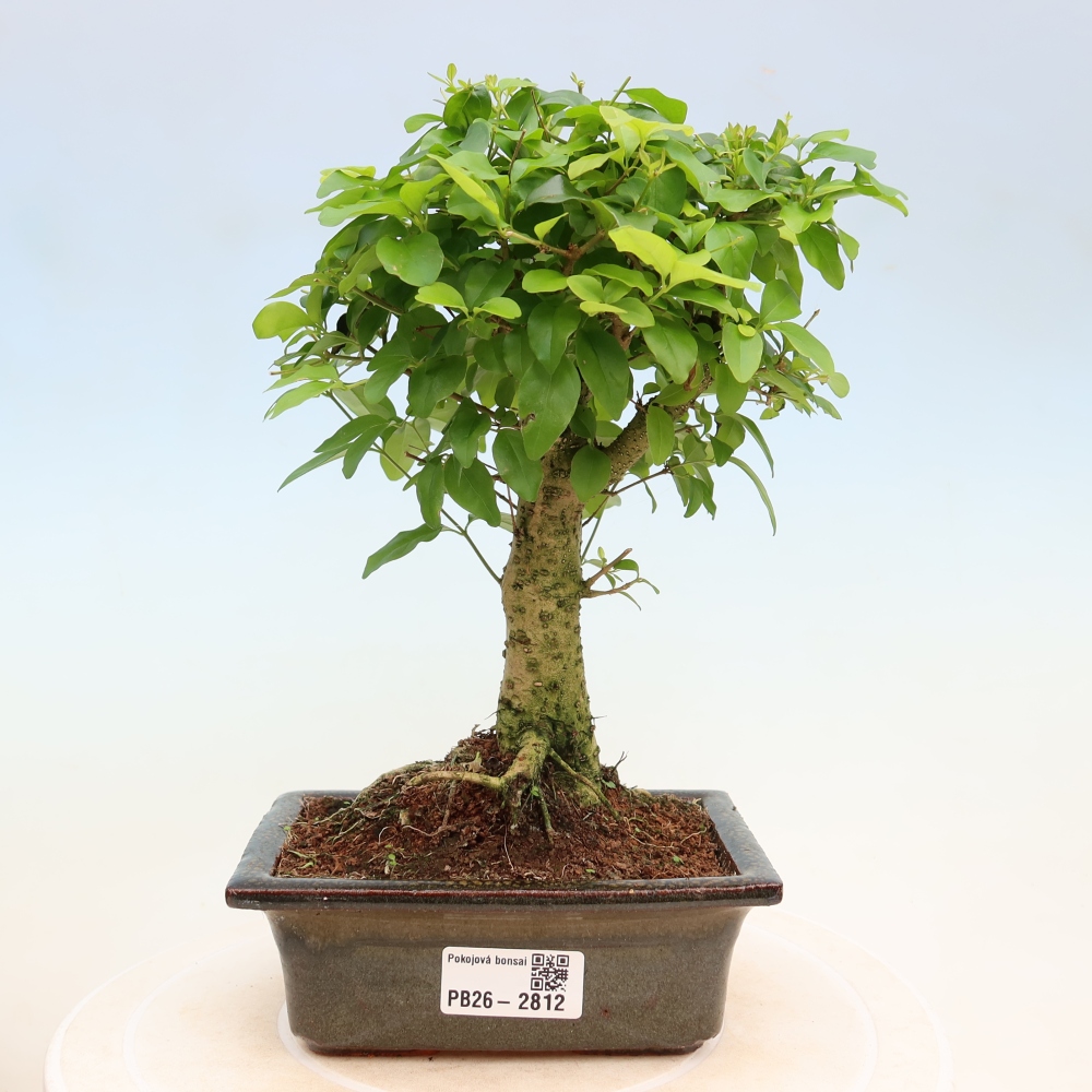 Camera bonsai -Ligustrum chinensis - Becco d'uccello