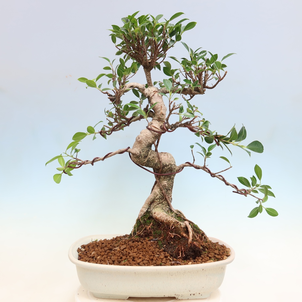 Camera bonsai - Ficus kimmen - ficus a foglie piccole