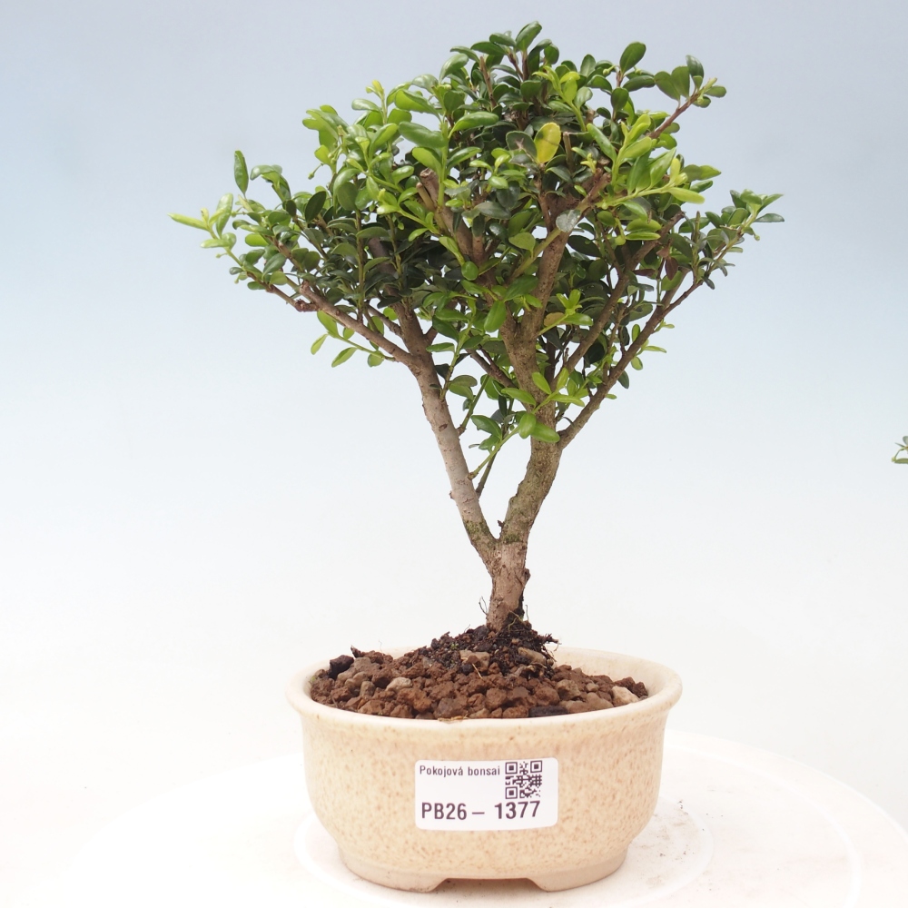 Camera bonsai - Ilex crenata - Agrifoglio