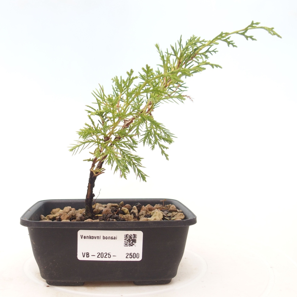 Bonsai da esterno - Juniperus chinensis Itoigawa