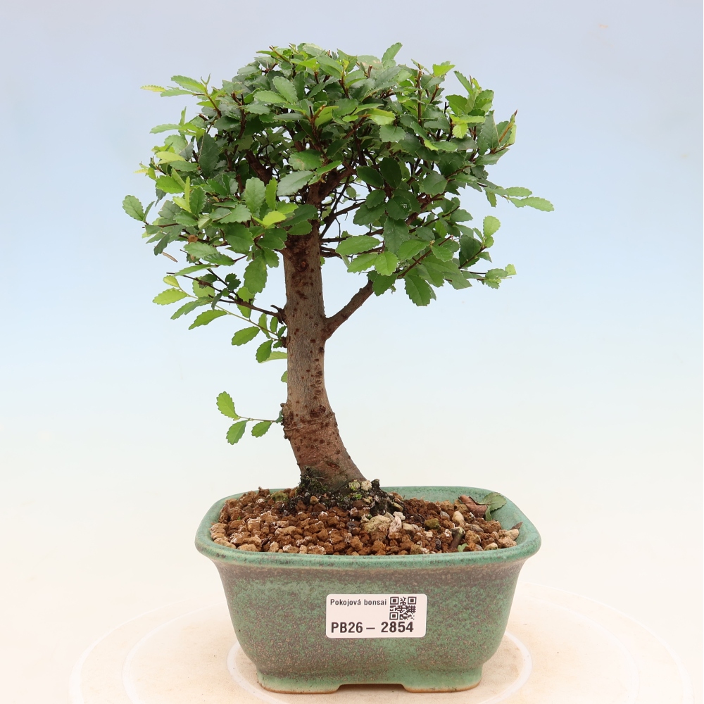 Camera bonsai - Ulmus parvifolia - Olmo a foglie piccole
