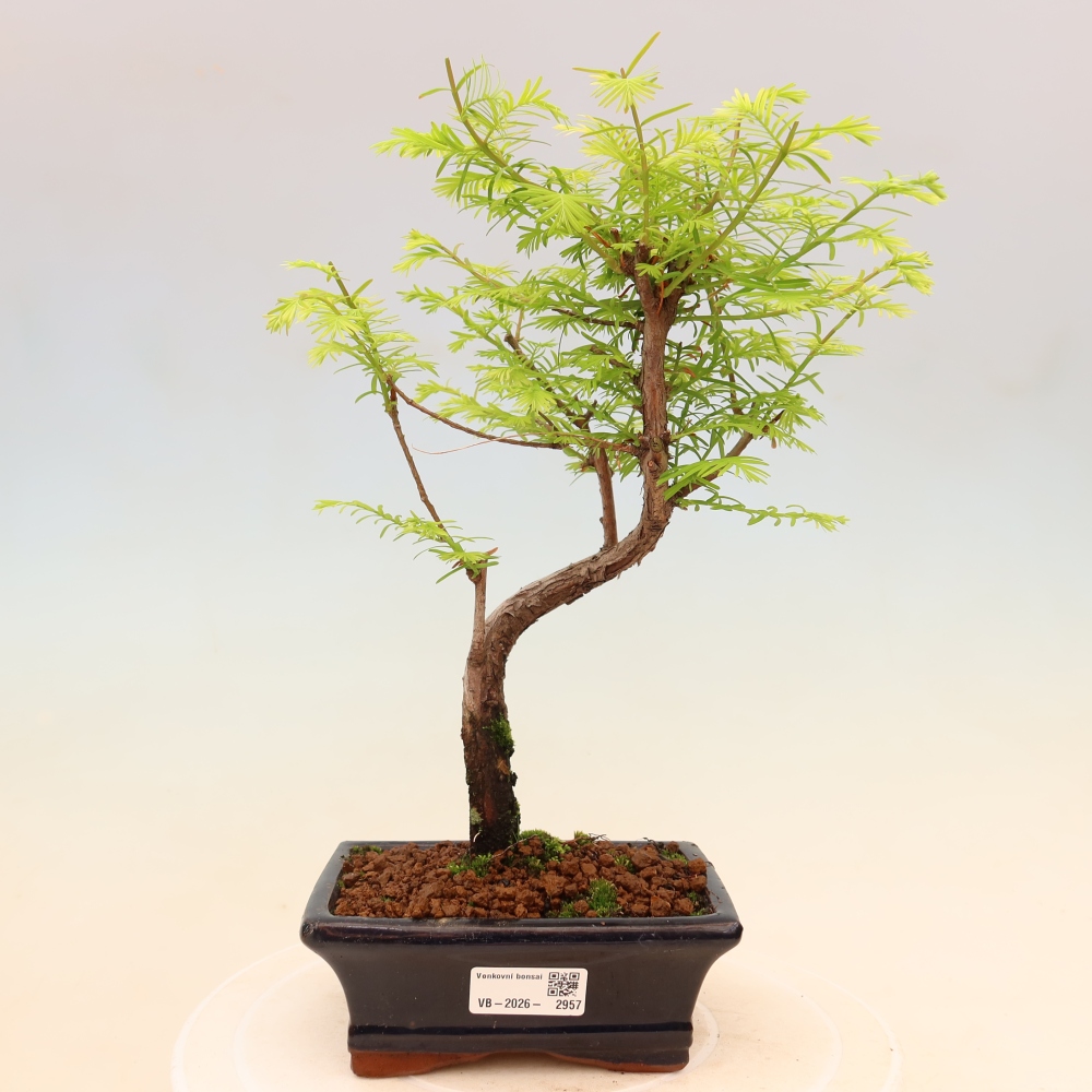 Bonsai da esterno - Metasequoia glyptostroboides - Metasequoia cinese