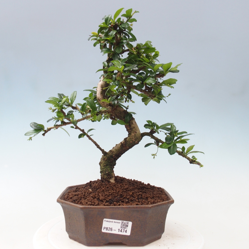 Camera bonsai - Carmona macrophylla - Tea fuki