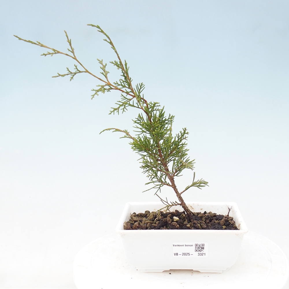 Bonsai da esterno - Juniperus chinensis Itoigawa