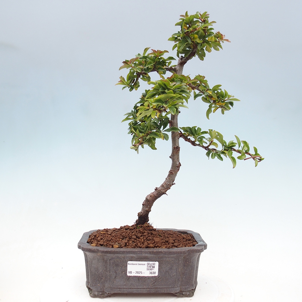 Bonsai da esterno-Pyracantha Teton -Hlox