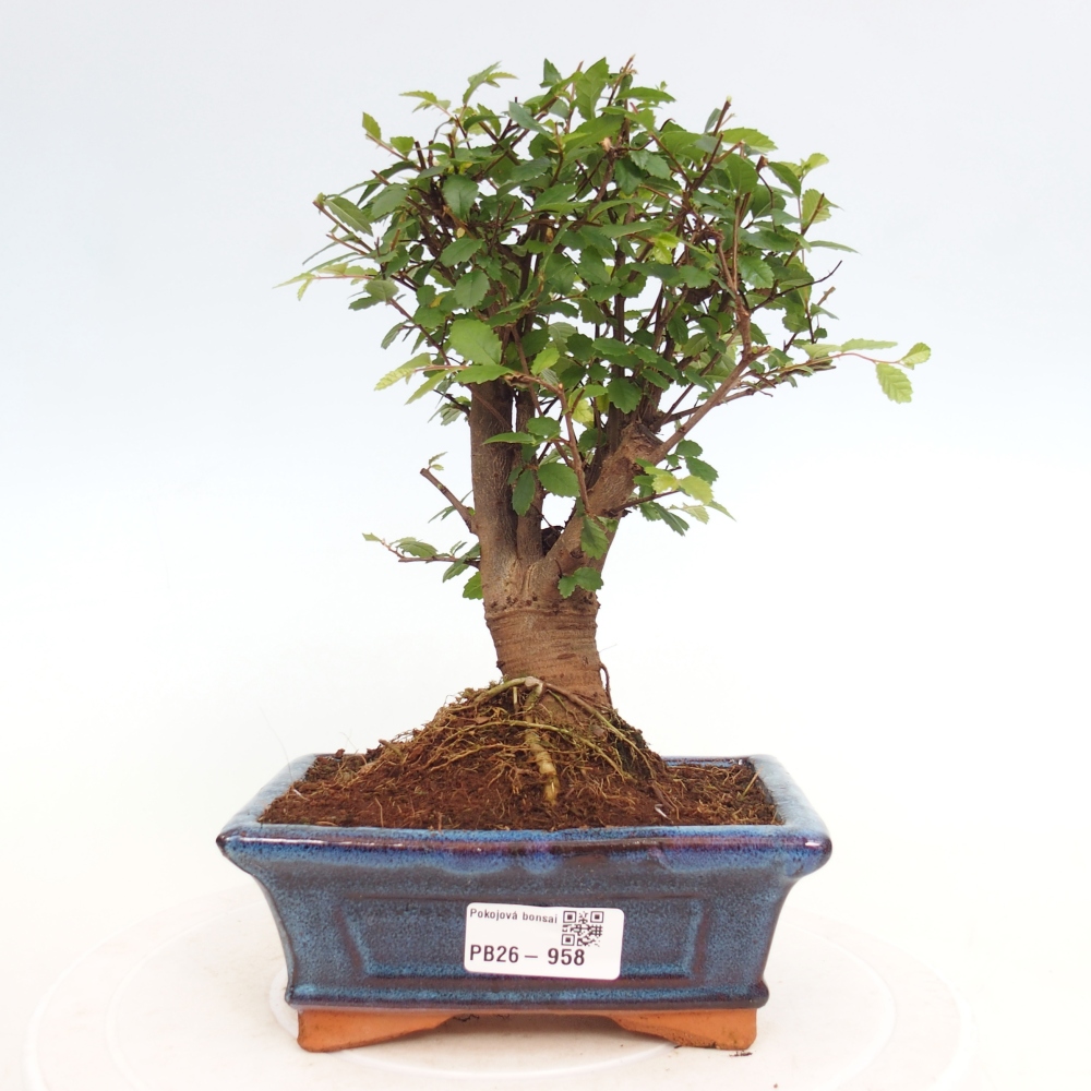 Camera bonsai - Ulmus parvifolia - Olmo a foglie piccole
